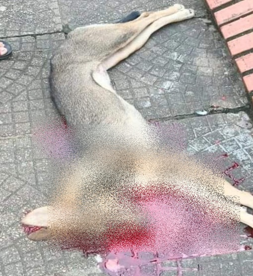 Protetores denunciam mortes de cães por suspeita de envenenamento em Praça