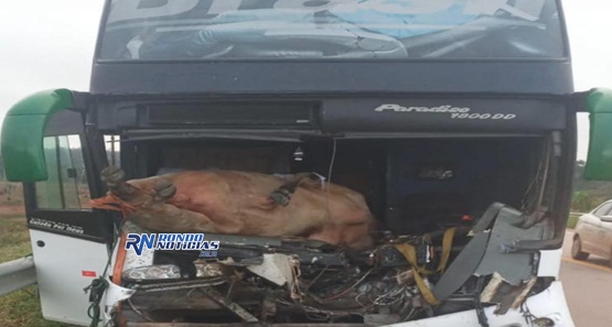 Motorista fica ferido após atropelar bois que atravessavam BR-364