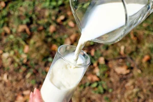 Leite e queijo mussarela devem ficar mais baratos em setembro, diz pesquisa