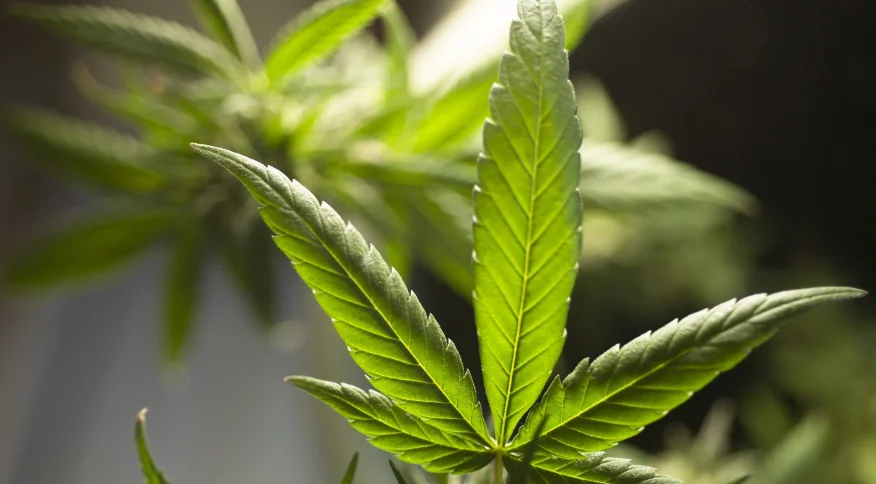 Alta concentração de THC tem elevado dependência de maconha, diz novo estudo
