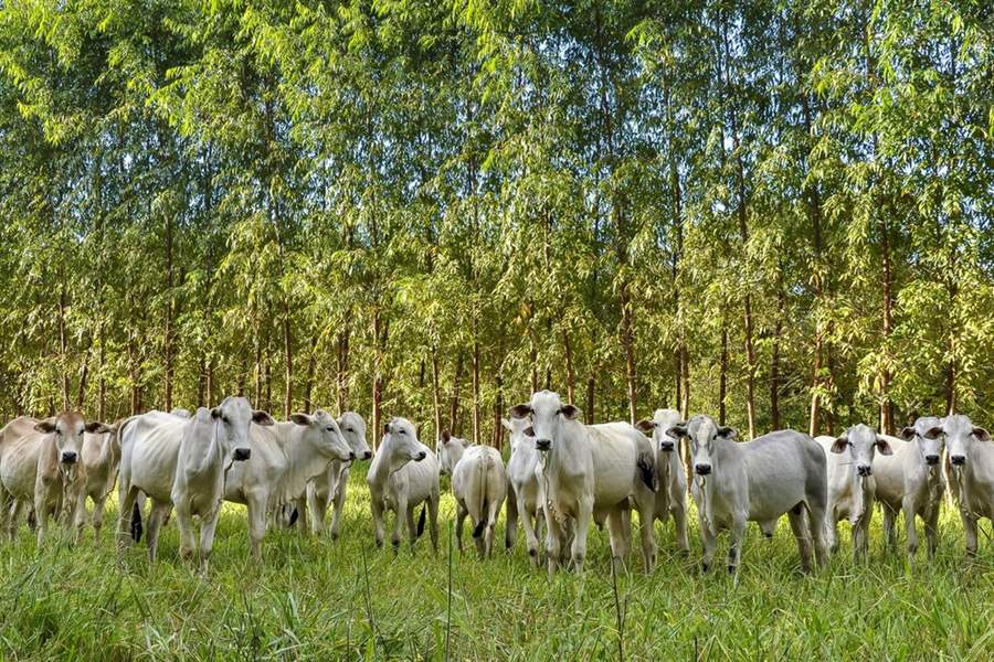 Entenda mais sobre as metas do agro brasileiro para reduzir emissão de poluentes até 2030