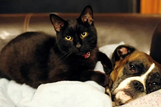 Saiba como diminuir o estresse dos pets causado pelo barulho dos fogos no réveillon
