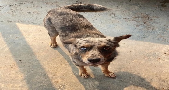 Após dono morrer, cachorro continua na frente de hospital e é adotado por funcionários