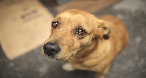Homem é preso acusado de maus tratos a animais zona norte da capital
