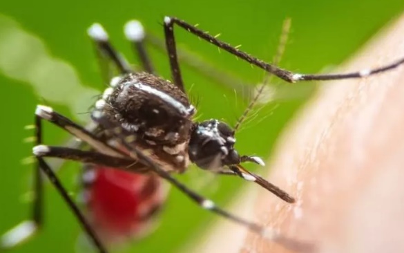 Rondônia confirma 1.026 casos de dengue nos primeiros 23 dias de 2023

