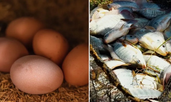 
Preços do ovo e da tilápia  pagos ao produtor batem recorde às vésperas da quaresma
