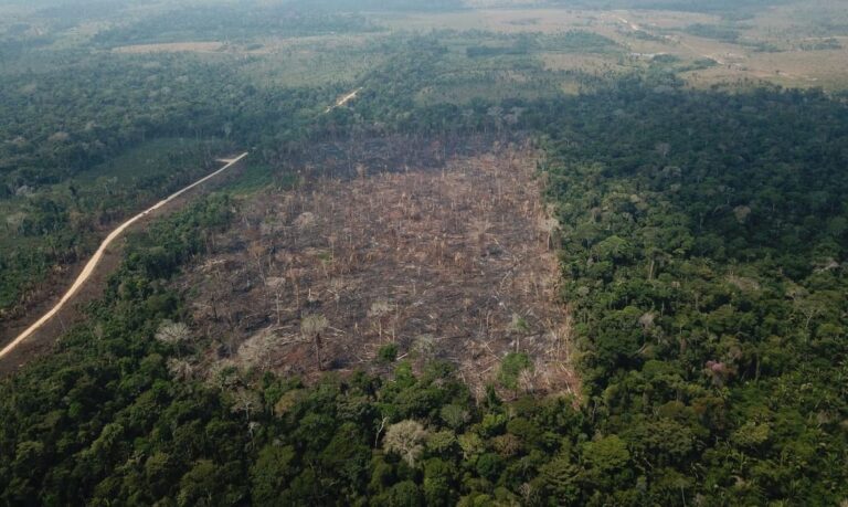 Alertas de desmatamento batem recorde para fevereiro e o mês ainda não acabou
