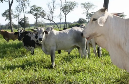 Rondônia se mantém em alerta após caso do mal da 'vaca louca' ser confirmado no Pará
