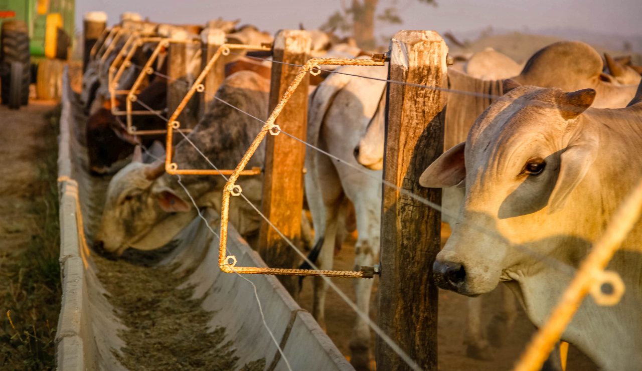 Caso de vaca louca registrado no Pará é atípico e não compromete as exportações, aponta Idaron
