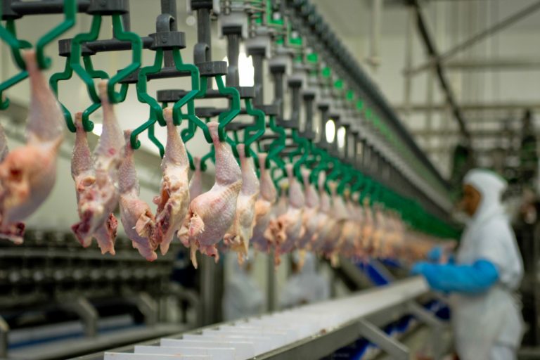 Brasil quebra recorde mundial na produção de carne de frango, confira o ranking
