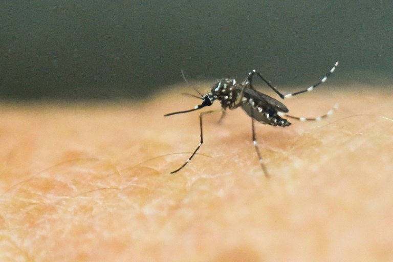 Falta inseticida para combater o mosquito da dengue, zika e chikungunya
