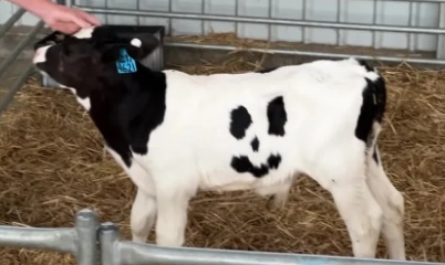 Bezerro nasce com manchas em forma de 'rosto sorridente' e vira animal de estimação
