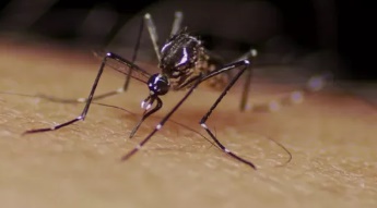 Casos de dengue aumentaram mais de 50% no Brasil: veja sintomas e como evitar