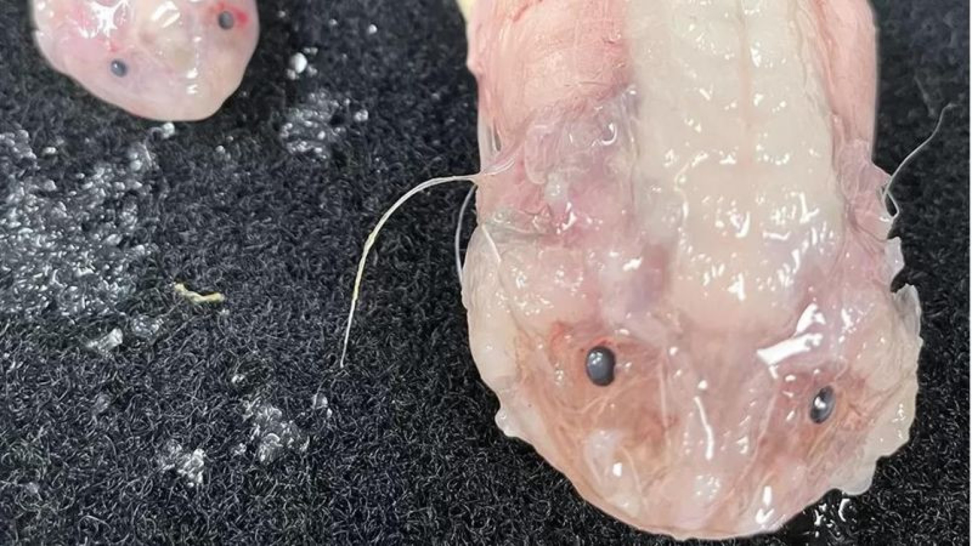 Pesquisadores registram peixe na profundidade máxima de sobrevivência
