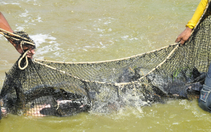 Rondônia ocupa 3° lugar entre os maiores produtores de peixes do país
