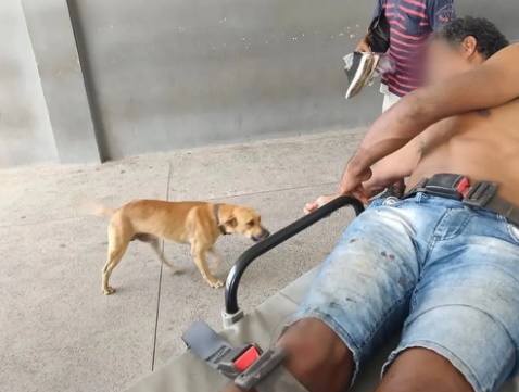 Cachorro caramelo segue por cerca de 3km ambulância com tutor que foi atropelado
