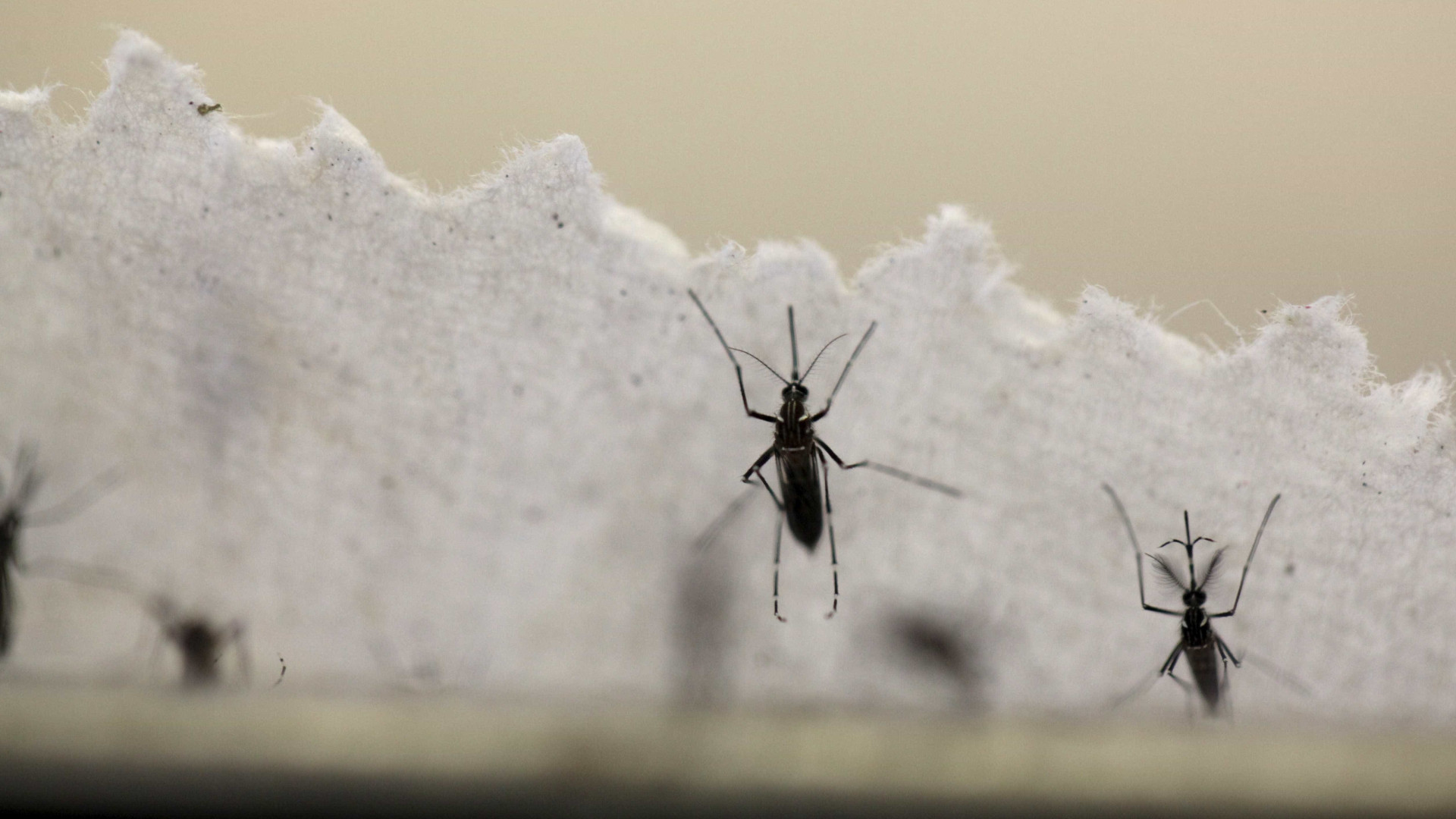Exames de laboratórios privados indicam aumento de casos de dengue
