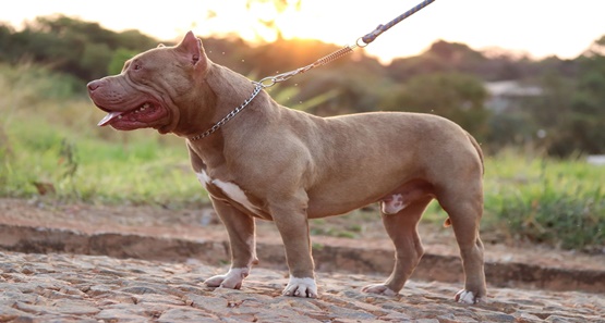 Para salvar animal de estimação homem abate pitbull a tiros na capital