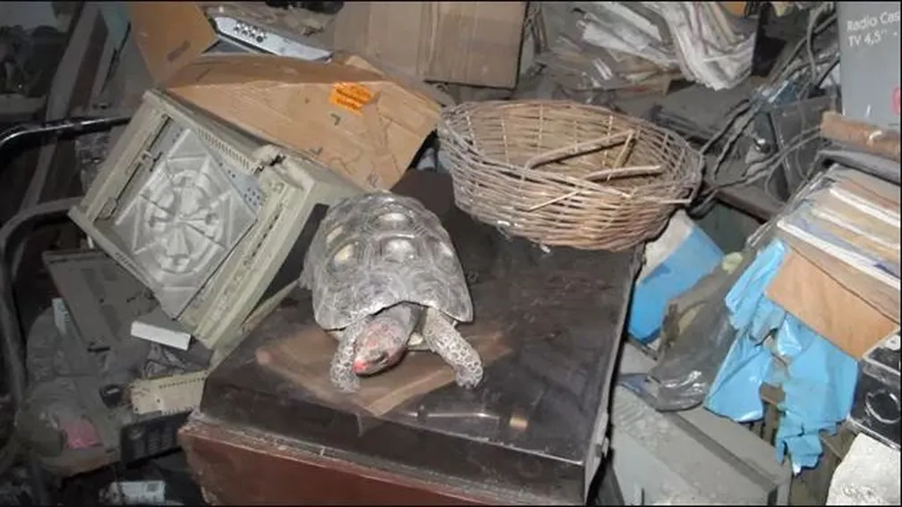Jabuti é encontrado em casa abandonada após 30 anos preso em quarto; entenda
