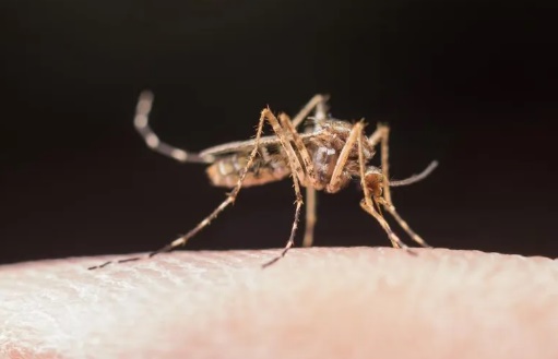 Rondônia registra mais de 2 mil casos de malária nos primeiros meses de 2023
