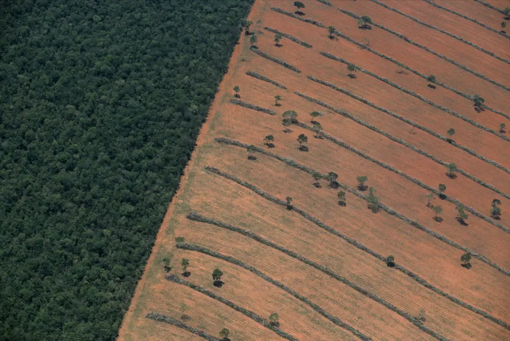 Cerrado bate recorde de desmatamento no começo do governo Lula; confira os dados oficiais
