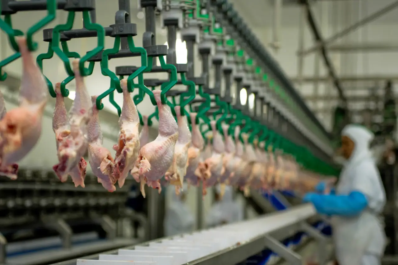 Brasil se prepara para novo recorde de exportações de carne de frango e agro comemora 