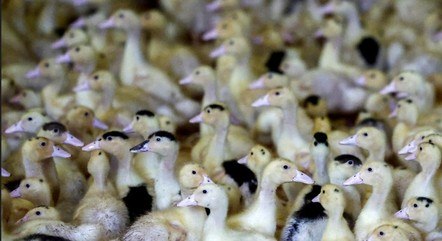 Ministério da Agricultura confirma estado de emergência por casos de gripe aviária
