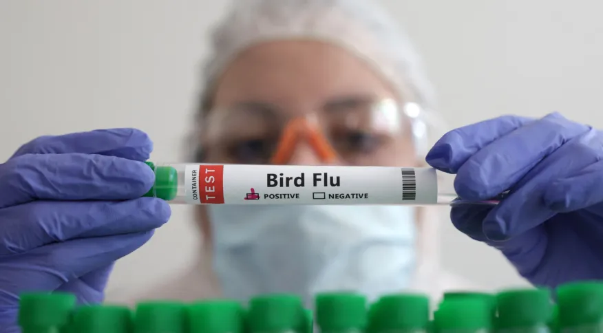 Após casos de gripe aviária, governo decreta estado de emergência zoossanitária 