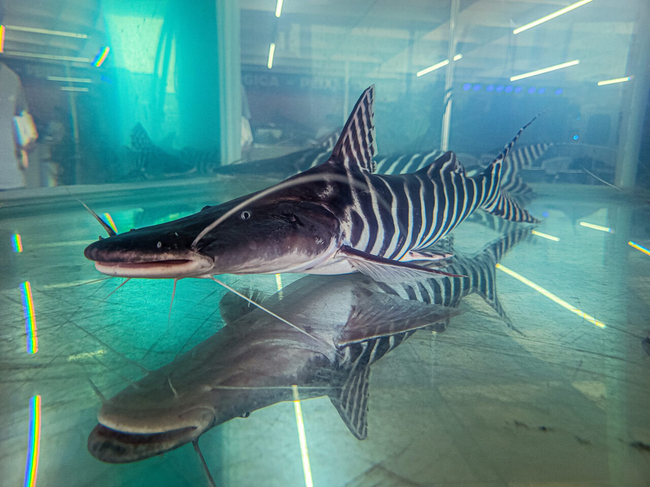 Tecnologia em laboratório para reprodução de peixes é apresentada no RO Rural Show
