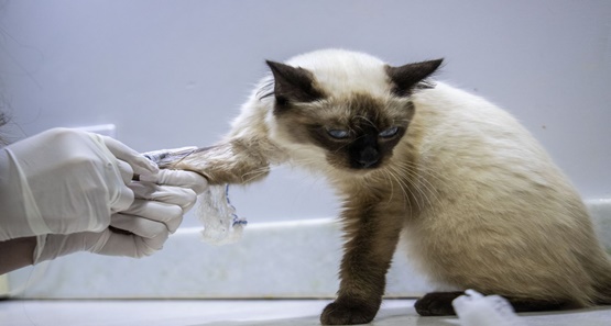 Prefeitura de Porto Velho oferece castração gratuita para animais domésticos
