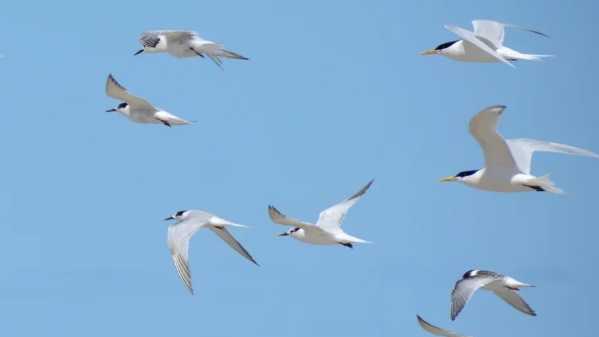 Número de focos de gripe aviária no Brasil sobe para 30, todos em aves silvestres
