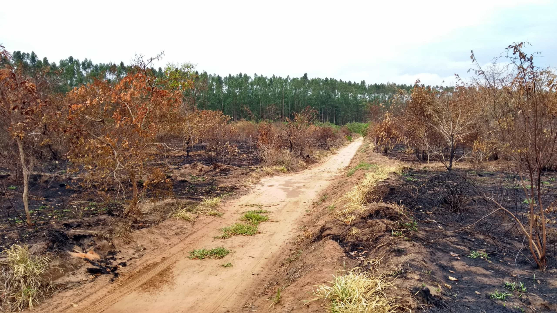 Desmatamento no Cerrado cresce 32% em 2022, mostra relatório do Ipam
