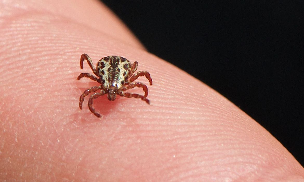 Prefeitura de Campinas registra mais um óbito suspeito de febre maculosa
