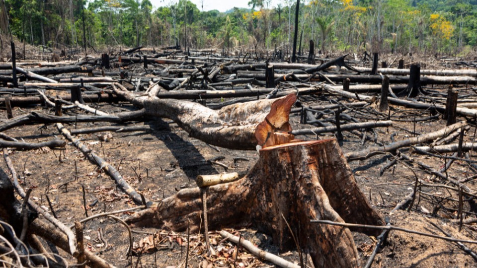  Rondônia entra no rol dos 7 estados que mais desmataram no país