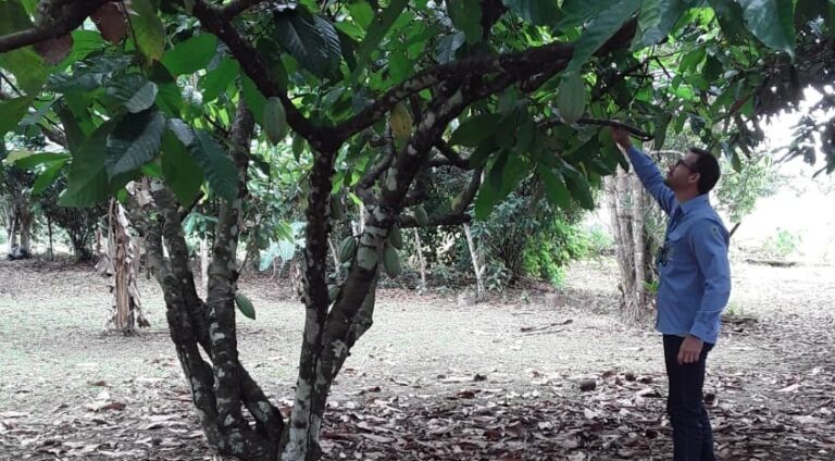 Força-tarefa da Idaron inspeciona lavouras de cacau e cupuaçu para prevenção à monilíase 
