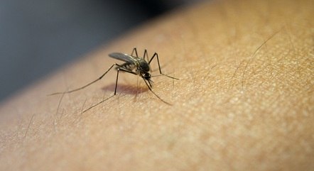 Vacina contra todos os sorotipos de dengue estará disponível na rede privada na semana que vem
