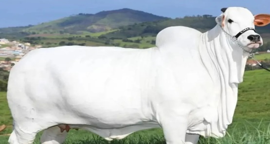 Entenda por que vaca goiana é considerada a mais cara do mundo ao ser avaliada por R$ 21 milhões


