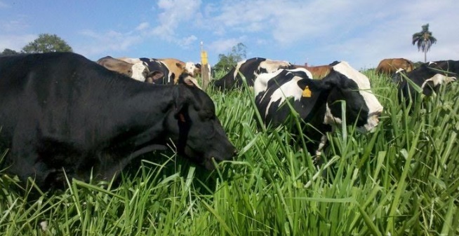 Rondônia é o 10º maior estado produtor de leite do país, diz anuário da Embrapa