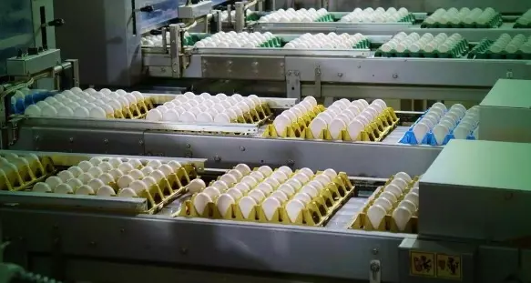 Gigantes Brasileiras se unem para criar a ‘maior empresa de ovos do mundo’, diz comunicado
