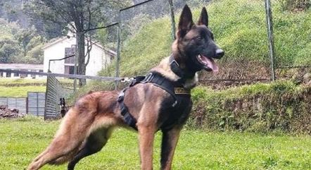 Buscas pelo cão farejador que salvou crianças são suspensas pelo exército colombiano
