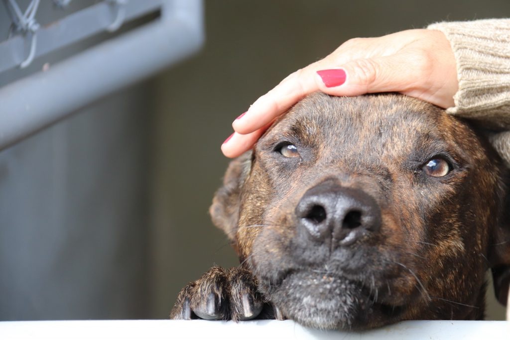 Prefeito Hildon sanciona lei que cria Programa de incentivo a cuidadores de animais