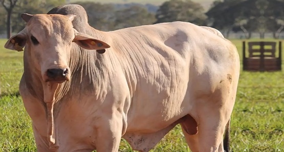 Preço médio da arroba do boi gordo volta a subir em cidades de Rondônia