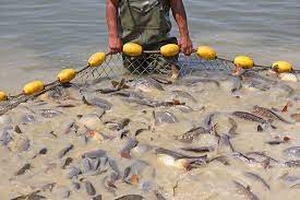 Senar oferece cursos gratuitos para produtores de peixes em Rondônia
