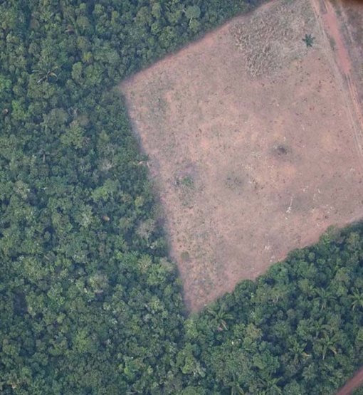 RO é o segundo estado da Amazônia que mais diminuiu o desmatamento em 2023
