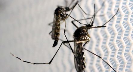 Número de casos de zika vírus no Brasil cresce 20% em 2023, informa Ministério da Saúde

