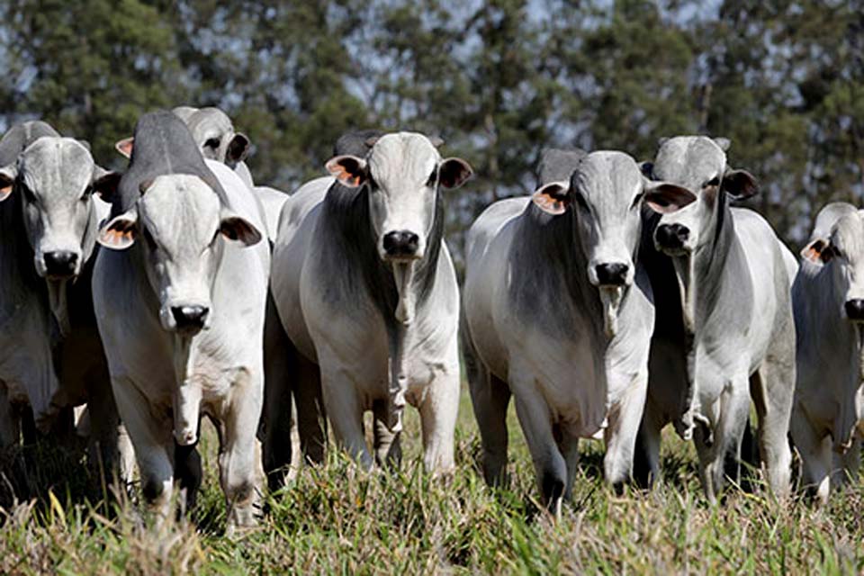 Rebanho bovino de Rondônia aumenta 17,1% em um ano; no ranking nacional 