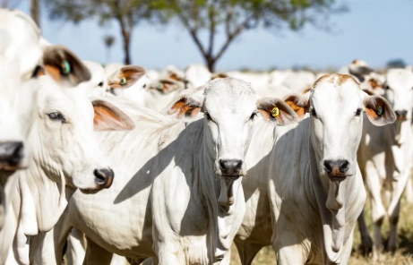 Rebanho bovino cresce quase 20% em Rondônia, revela pesquisa do IBGE
