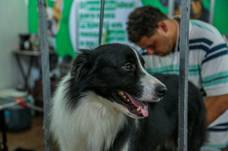 “Dia ‘D’ da Vacinação Contra Raiva de Cães e Gatos” na Capital será no sábado, 30
