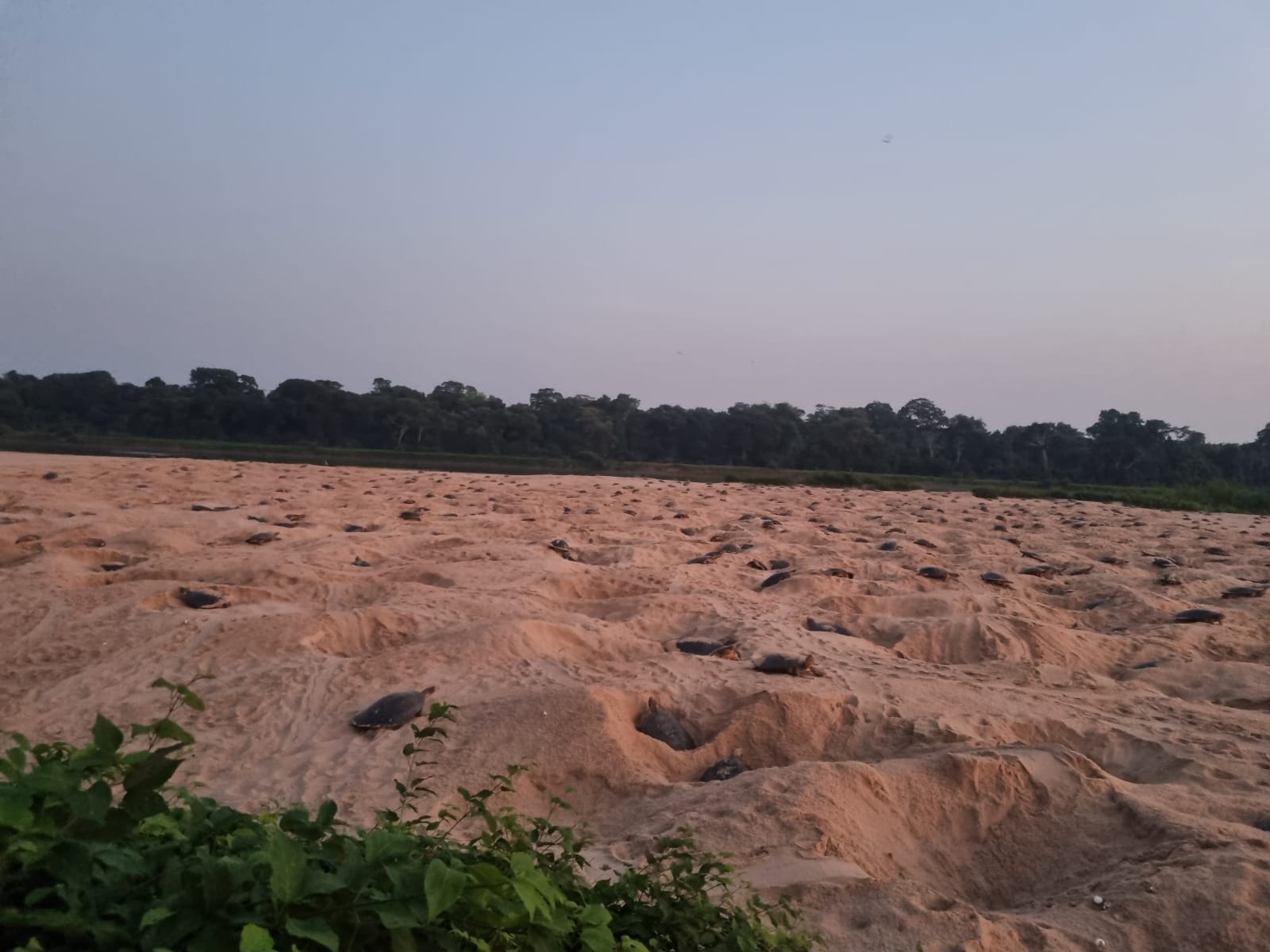Apesar da onde calor, começa o ciclo da desova das tartarugas no Vale do Guaporé