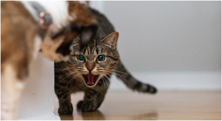 Casos da esporotricose transmitida por gatos aumentam no Brasil